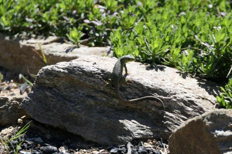 Activité enfant "Les petites bêtes de nos jardins"_Rayol-Canadel sur Mer