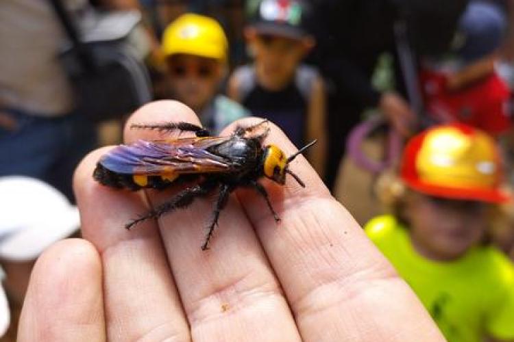 Activité enfant "Les petites bêtes de nos jardins"_Rayol-Canadel sur Mer