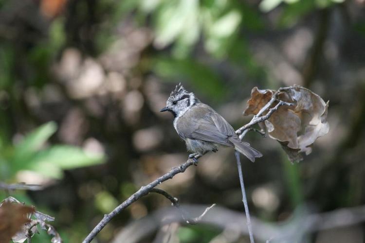 Observation oiseaux Lieurette Hyères