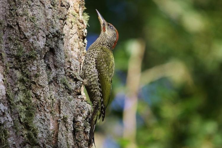 Observation oiseaux Lieurette Hyères