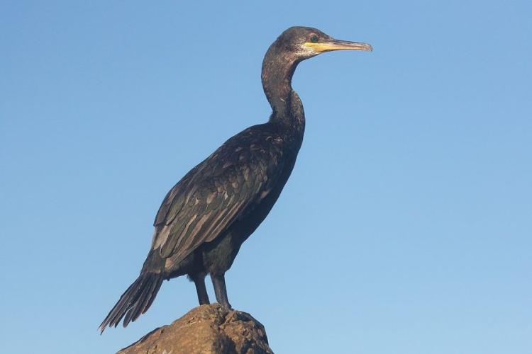 Les étangs de la Sauvebonne, un refuge LPO Paca - Grand cormoran