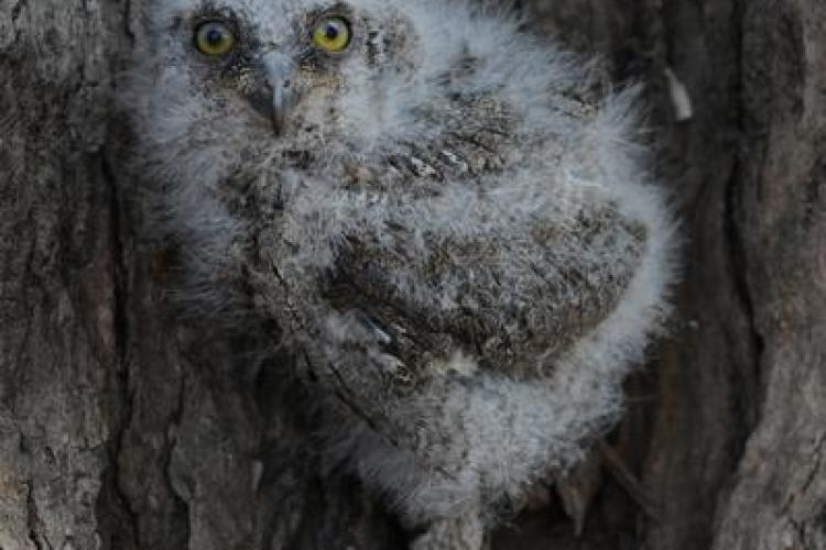 Jeune hibou petit-duc - 