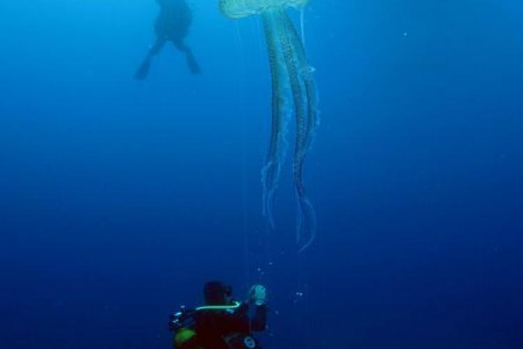 Plongée au milieu des méduses