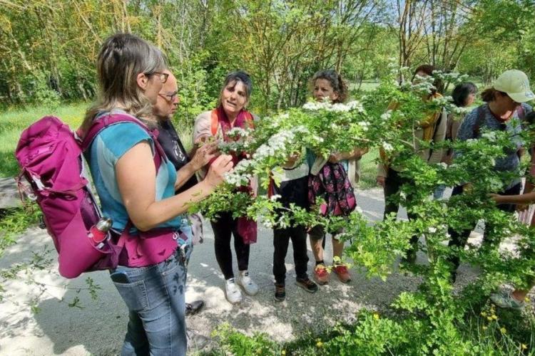 Sortie Botanistes en herbe