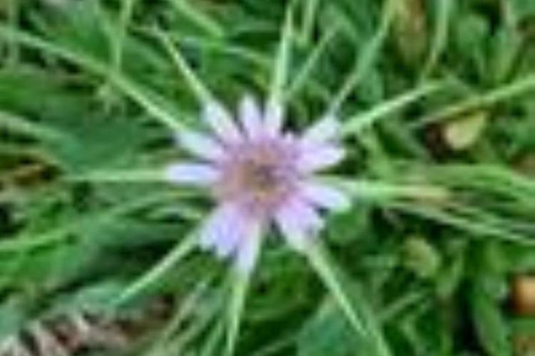 Sortie Botanistes en herbe