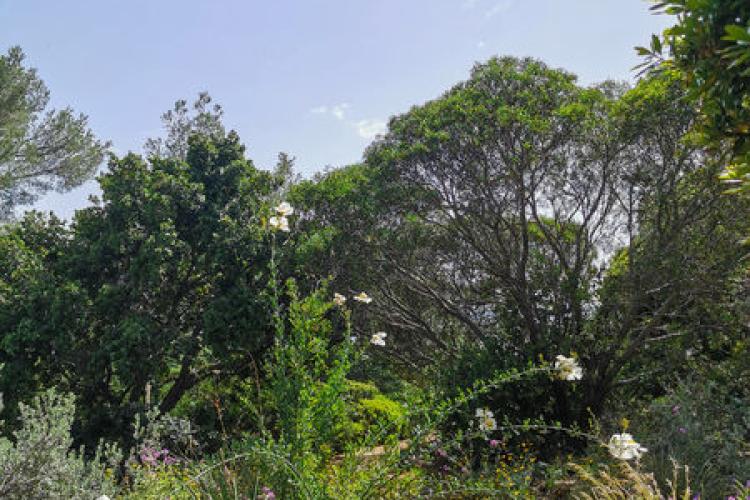 Domaine du Rayol - Balade botanique au fil des saisons