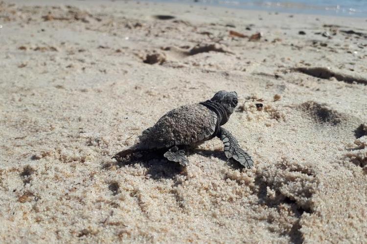 Point Rencontre : Les Tortues marines_Hyères - Tortillon se dirigeant vers la mer