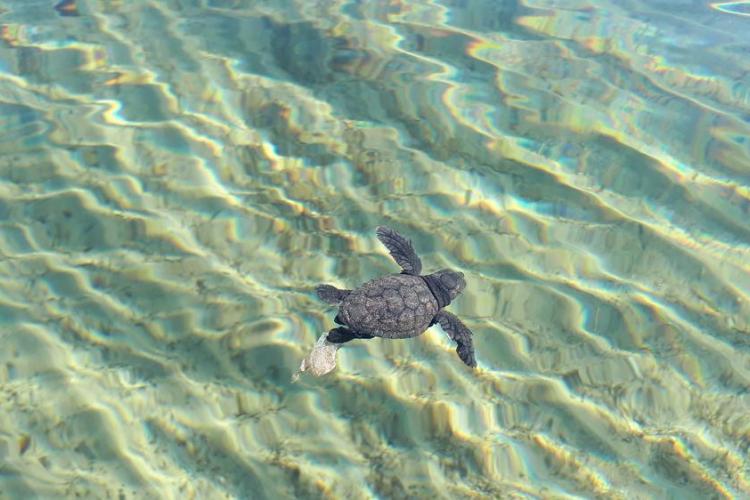 Point Rencontre : Les Tortues marines_Hyères - Tortillon ayant rejoint les flots