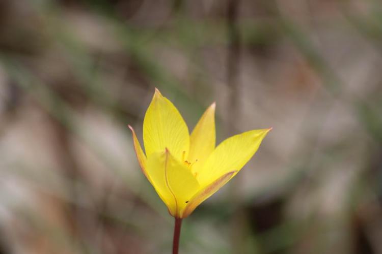 Flore Terrestre - Phanérogame - Plante herbacée - Tulipe sauvage - Flore Terrestre - Phanérogame - Plante herbacée - Tulipe sauvage