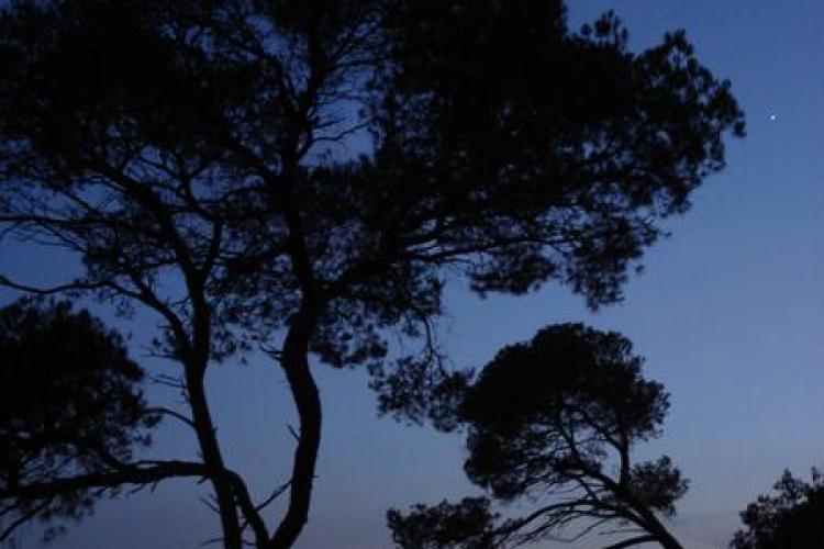 Point rencontre : Balade nocturne (Porquerolles)_Hyères - Pins au clair de lune