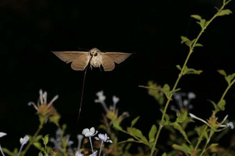 Point rencontre : Balade nocturne (Porquerolles)_Hyères - Moro-sphinx