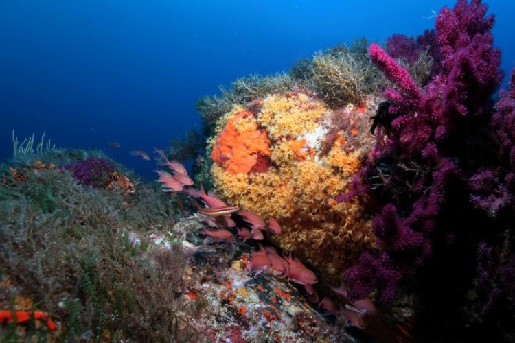 À l'assaut du Pradeau !_Hyères - Anthias dans le coralligène