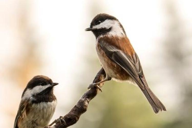 Point Rencontre : Les oiseaux de Pardigon_La Croix-Valmer