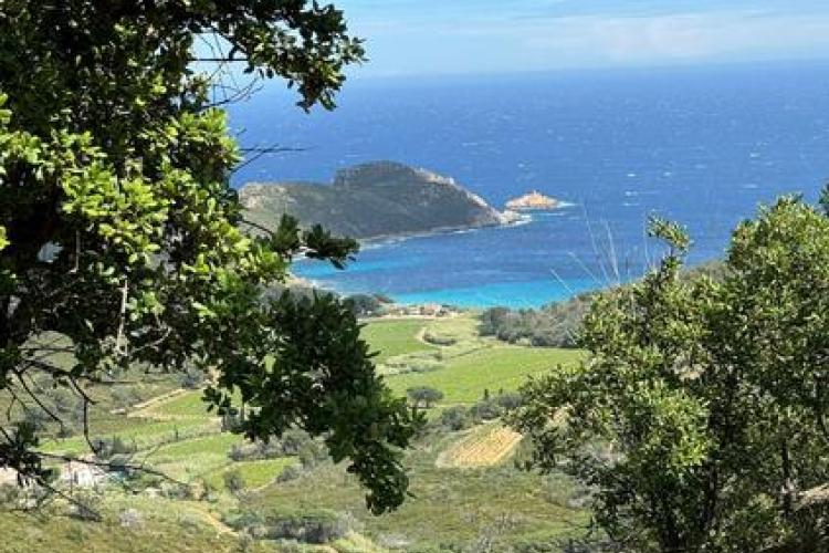 Point rencontre : Flore et végétation du Cap Lardier_La Croix-Valmer