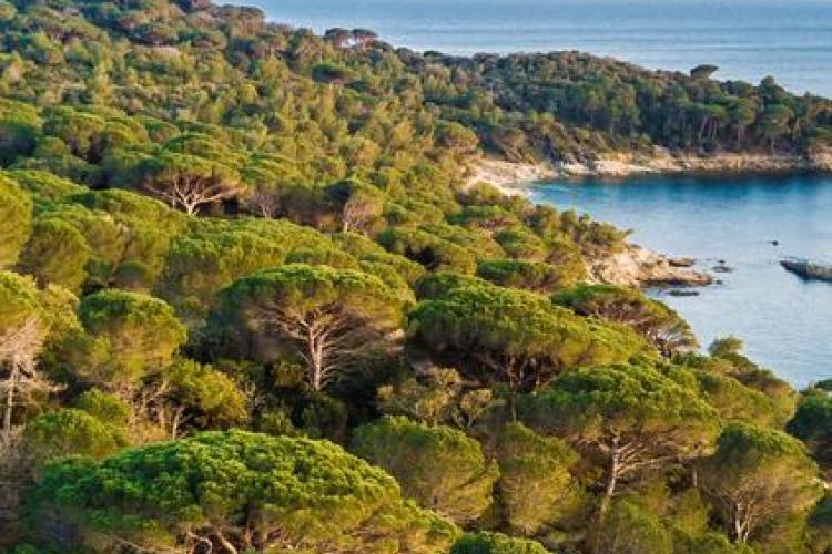 Richesses Croisiennes : Flore et végétation du Cap Lardier_La Croix-Valmer