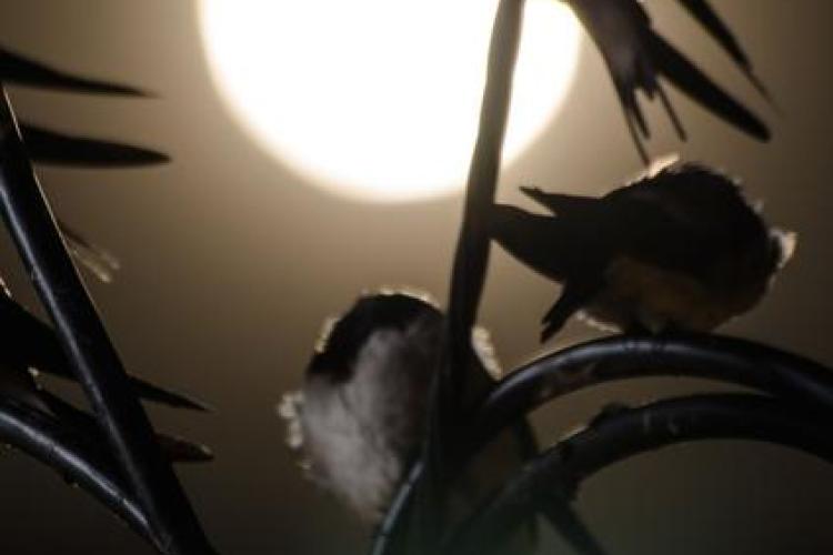 Point rencontre : Ecoute nocturne_La Croix-Valmer