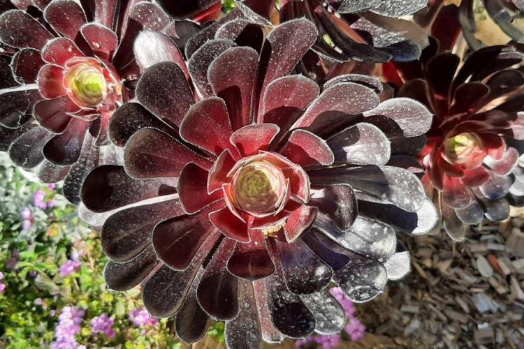 Le jardin des sept sens_Hyères