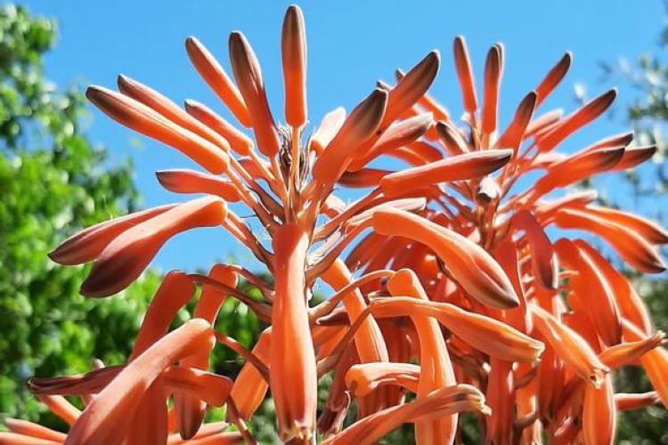 Le jardin des sept sens_Hyères