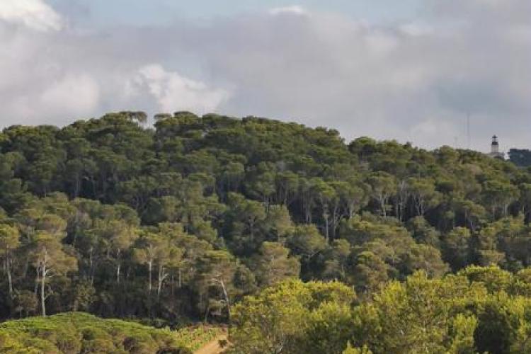 Point rencontre : Forêts méditerranéennes (Porquerolles)_Hyères - Forêt porquerollaise