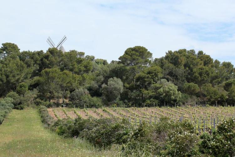Point rencontre : Forêts méditerranéennes (Porquerolles)_Hyères - Paysage typique de Porquerolles