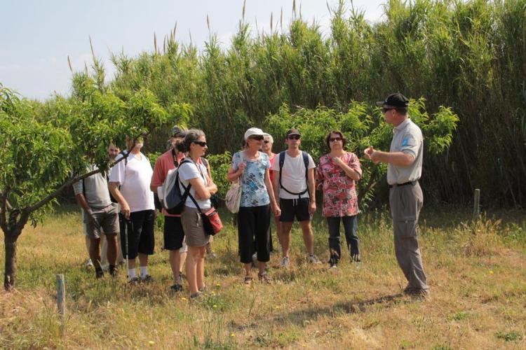 Point rencontre : Forêts méditerranéennes (Porquerolles)_Hyères - Visite guidée