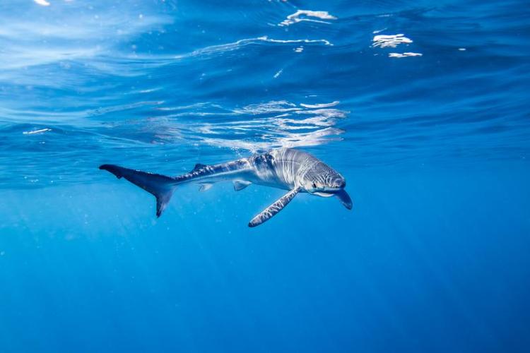 Point rencontre : Les requins en Méditerranée (Porquerolles)_Hyères