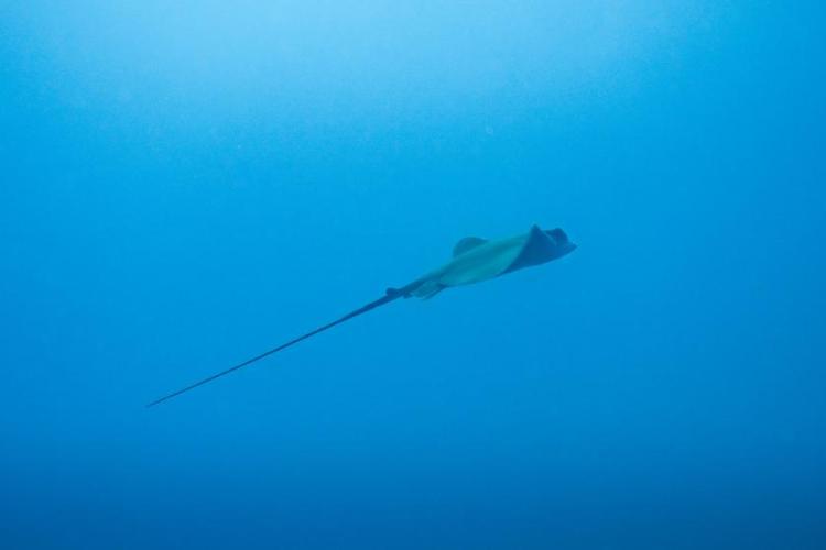 Point rencontre : Les requins en Méditerranée (Porquerolles)_Hyères