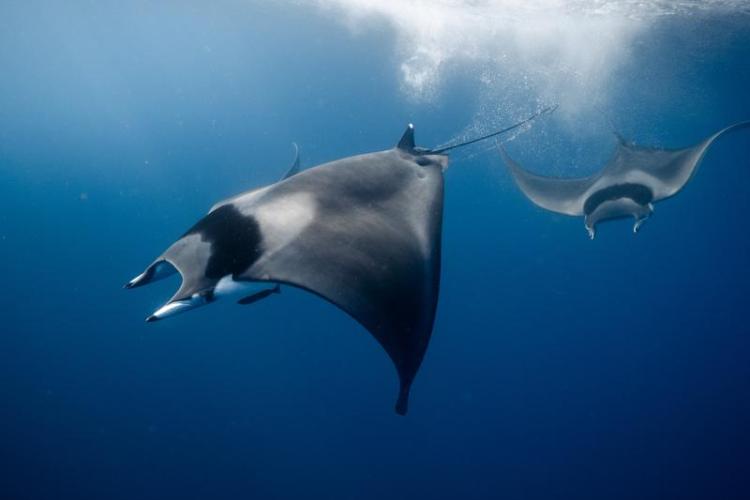 Point rencontre : Les requins en Méditerranée (Porquerolles)_Hyères