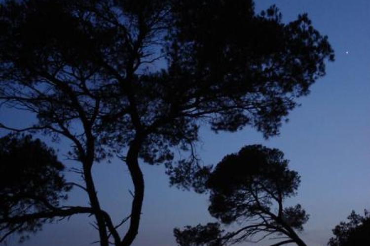 Point rencontre : Balade nocturne (Porquerolles)_Hyères - Pins au clair de lune