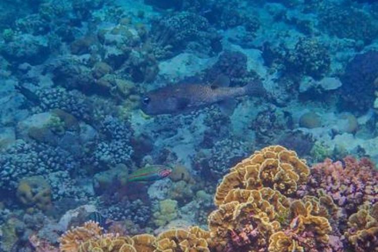 Journée de la biodiversité : Comprendre et protéger les récifs coraliens_La Croix-Valmer