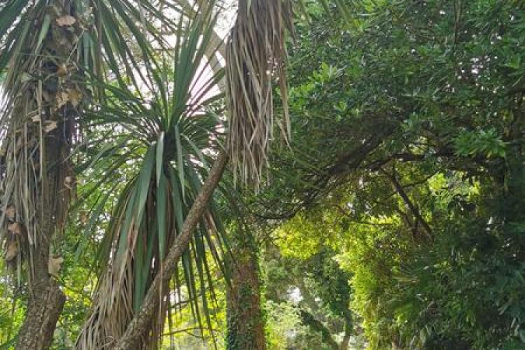 Domaine du Rayol - Sentier