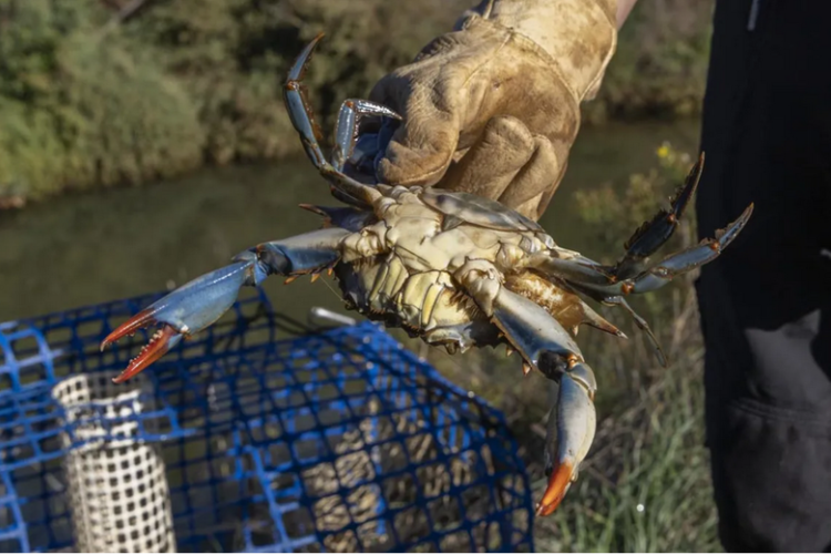 Sortie naturaliste : le crabe bleu, esp&egrave;ce exotique envahissante - Journ&eacute;e mondiale de l'environnement de l'ONU_Hy&egrave;res