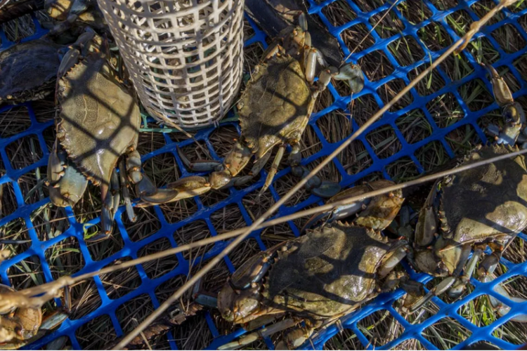 Sortie naturaliste : le crabe bleu, esp&egrave;ce exotique envahissante - Journ&eacute;e mondiale de l'environnement de l'ONU_Hy&egrave;res