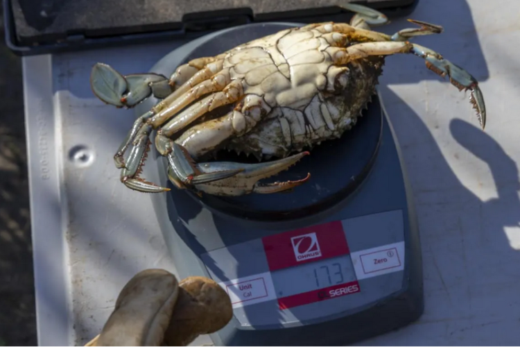 Sortie naturaliste : le crabe bleu, esp&egrave;ce exotique envahissante - Journ&eacute;e mondiale de l'environnement de l'ONU_Hy&egrave;res