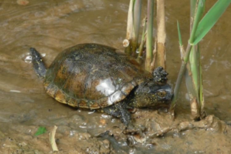 Sortie naturaliste sur l'étude et le suivi des Cistudes d'Europe_Hyères