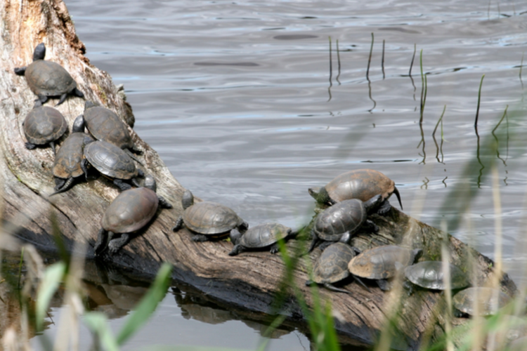 Sortie naturaliste sur l'étude et le suivi des Cistudes d'Europe_Hyères