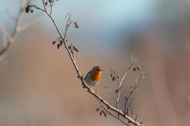 Rouge Gorge - Erithacus rubecula
