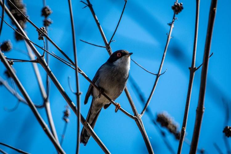 Point Rencontre : Découverte des oiseaux des îles du Parc national de Port-Cros_Hyères - Fauvette mélanocéphale