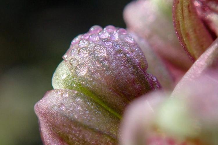 Point Rencontre : Découverte des orchidées du Parc national de Port-Cros_Hyères - Himantoglossum robertianum