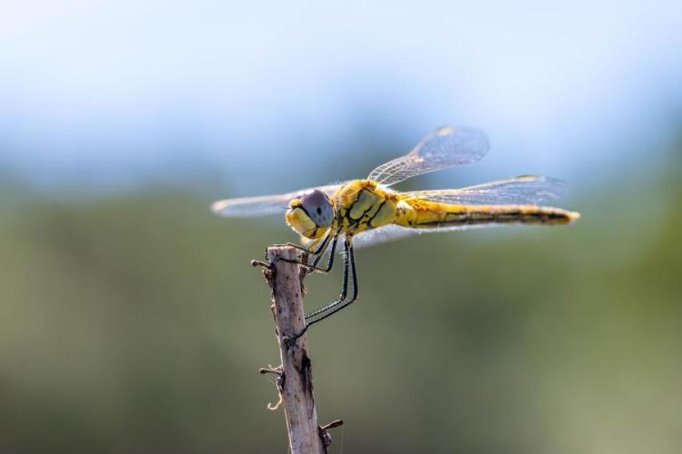 Point rencontre : initiation au monde des insectes_Hyères