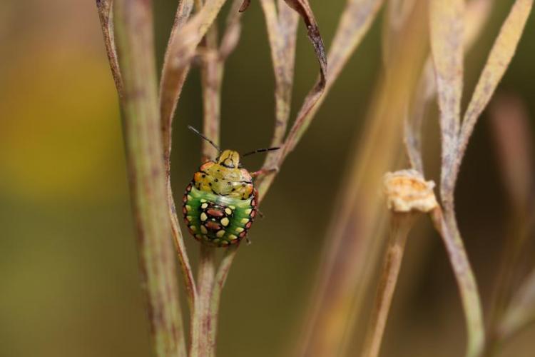 Point rencontre : initiation au monde des insectes_Hyères - Larve de punaise verte ponctuée