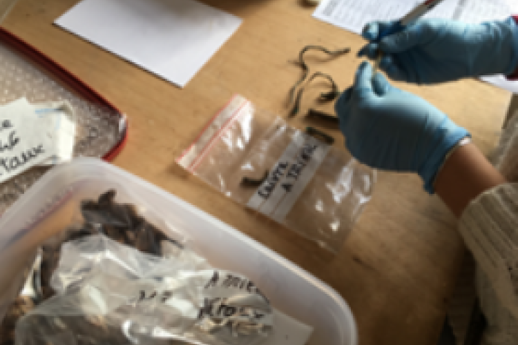 Histoires d'Hy&egrave;res : ce que raconte l'arch&eacute;ologie en 2025_Hy&egrave;res