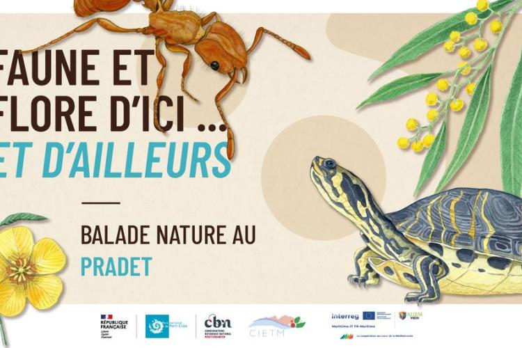 Balade et atelier peinture au Pradet - Faune et flore d'ici... et d'ailleurs_Le Pradet