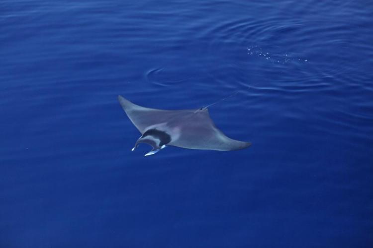 Diable de mer m&eacute;diterran&eacute;en - Photo de couverture pour les jeudis du Pradeau : Raies et requins de M&eacute;diterran&eacute;e