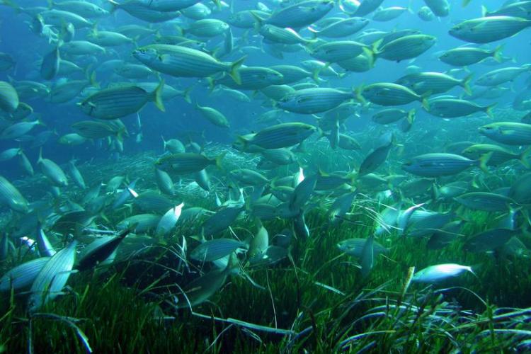 &Eacute;cran nature : Sous la surface - les tr&eacute;sors vivants de Porquerolles_Hy&egrave;res