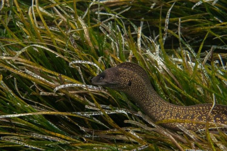 &Eacute;cran nature : Sous la surface - les tr&eacute;sors vivants de Porquerolles_Hy&egrave;res