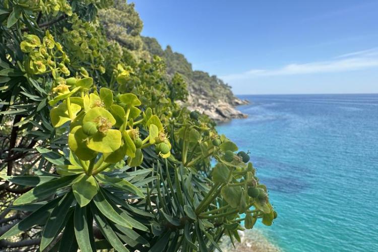 Visite thématique "La Balade Littorale"_Rayol-Canadel sur Mer
