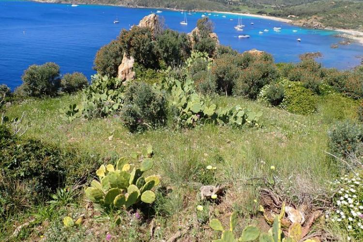 Mobilisation contre les plantes exotiques envahissantes _Ramatuelle