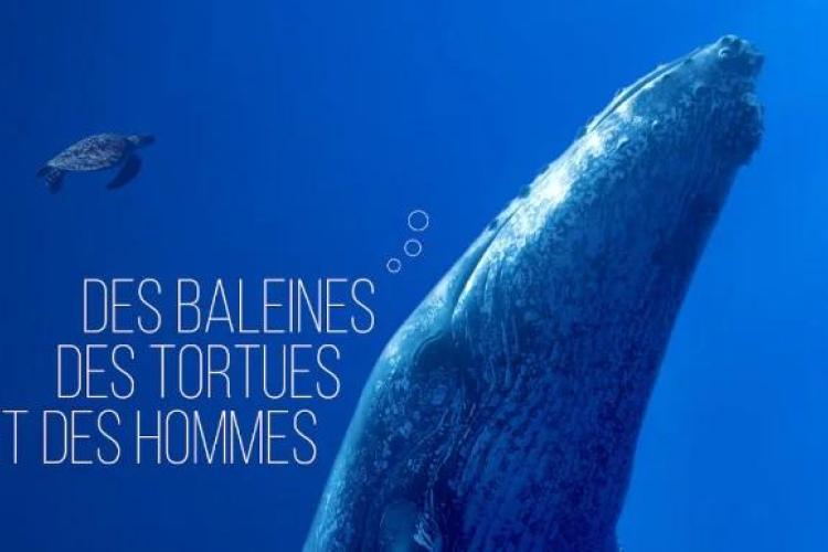 Projection “Des baleines, des tortues et des hommes”_Ramatuelle